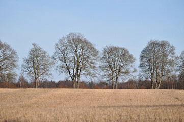 Scenic view of a field