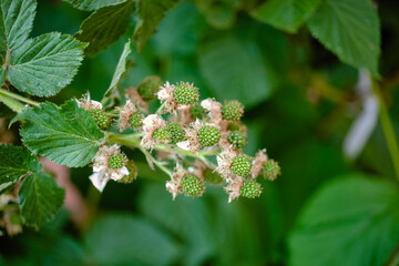 Young blackberry ovary developing on a bush in a vibrant backyard garden during late spring