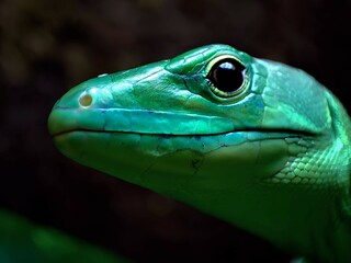 Gastropholis prasina green lizard