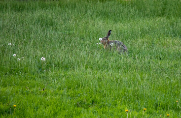 Wild Hare in Tall Grass Field with Dandelions