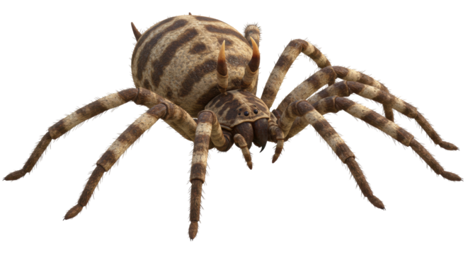 Isolated Striped Spider with Horns