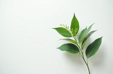 Fototapeta premium Green plant branch, fresh leaves on white background. Natural eco minimalist design. Concept nature, life, growth, spring season, health. Interior decor, beauty, wellness, spa, botanical element for