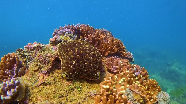 Colourful soft corals formations and Culcita novaeguineae Starfish in the tropical underwater environment. Clear blue waters showcase a rich biodiversity of marine life