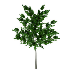 Naklejka premium young maple tree
