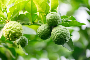 Fototapeta premium Bergamot, Fresh green bergamot fruit hanging from branch. bergamot tree garden and healthy food concept, group of bergamot,Bergamot medicinal plants with many