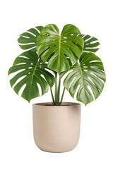 Monstera houseplant in a neutral color planter pot