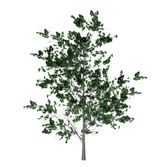 hackberry tree