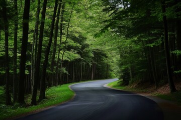 Fototapeta premium Forest road curves beneath green canopy