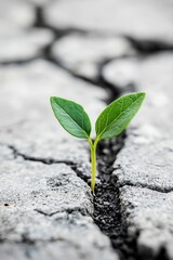 Closeup view of a tiny plant sprout growing out of hard ground.