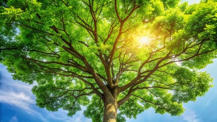Stunning Aerial View of a Dense Lush Green Tree Canopy Isolated Against a Pure White Background for Design