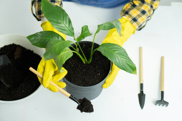 Gardener Planting Green Leafy Plant in Black Pot