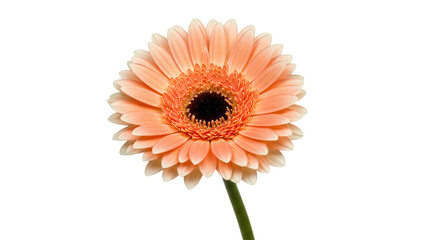 Isolated Peach Colored Gerbera