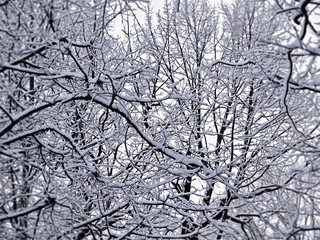 Three branches covered with snow landscape backdrop