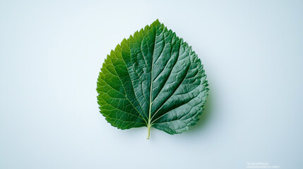 Photo of a isolated on a white background