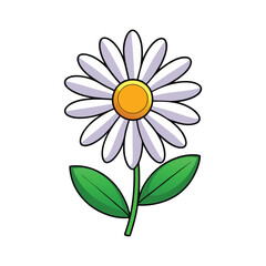 A vector illustration of daisy flower isolated on white background 
