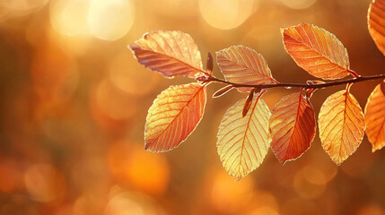Autumn leaves on a branch illuminated by golden light creating a warm and inviting atmosphere outdoors