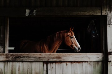 Horse looks through window in barn