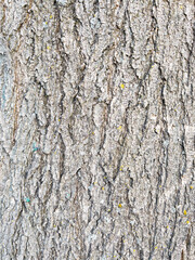 Dry tree bark texture as background.
