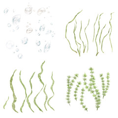 Green seaweed. set with separate leaves and stems. Watercolor illustration. The underwater world of the ocean and the leaves of plants for floral decoration are isolated on a white background.