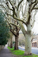 Scary trees and tree lined street of Bath in Somerset. Gnarly spooky trees
