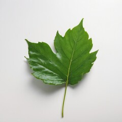 Minimalist composition with a single green leaf on white background and ample copy space — clean design and sustainability concept