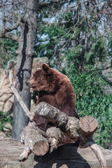 Brown bears at Berlin Zoo – majestic wildlife in a naturalistic habitat