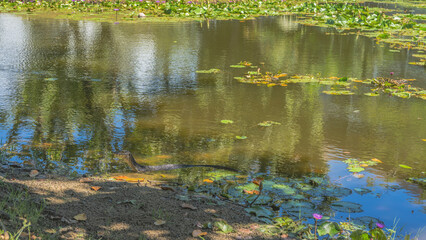 Wild monitor lizard in a tropical pond. The reptile comes out of the water. The head is raised. A long tail. Shiny scales. Blooming water lilies in the distance. Malaysia. Borneo. Kota Kinabalu.