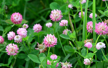 Close-up of vibrant pink clover flowers in a lush green meadow