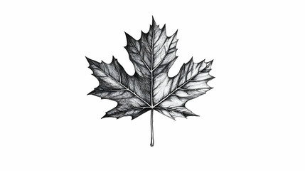 maple leaf drawing illustration