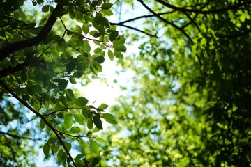 Fototapeta premium Leaves with sun peek through treetops in a lush, green forest