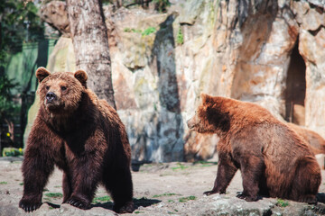 Fototapeta premium Brown bears at Berlin Zoo – majestic wildlife in a naturalistic habitat