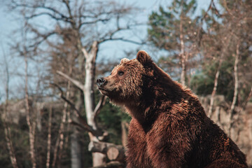 Brown bears at Berlin Zoo &ndash; majestic wildlife in a naturalistic habitat