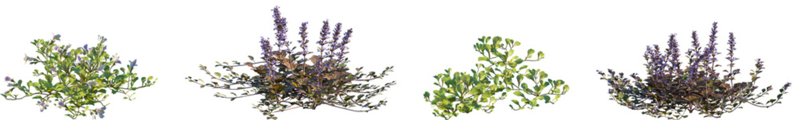 Set of Mazus reptans and Ajuga reptans frontal isolated png on a transparent background perfectly cutout high resolution