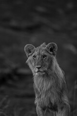 liob cub