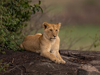liob cub