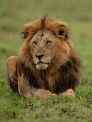 lion