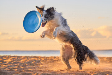 A Border Collie jumps high with a frisbee on the beach as the sun sets, with sand kicking up around it. The dog's energetic pose and the warm sunset light enhance the scene's vitality.