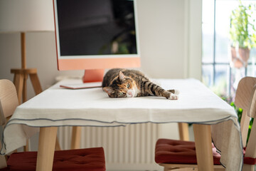 Contented cat relaxing, lying on table beside computer, looking at camera. Cute lazy kitty resting on workplace at home. Domestic life with pets