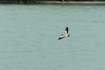 River lapwing