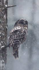 Ural Owl on a Tree in Snowy Winter Forest