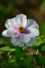 Beautiful flower king white peony