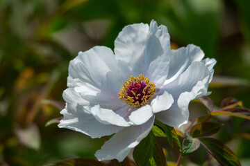 Beautiful flower king white peony