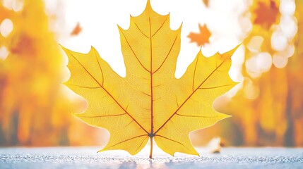 Yellow maple leaf close-up; forest background; autumnal foliage falling; autumn, Thanksgiving, holiday use