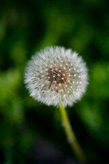 The wild forest is full of small dandelions