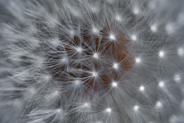 Naklejka premium The wild forest is full of small dandelions