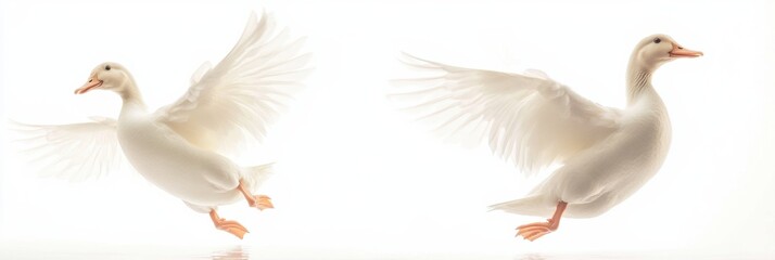 Fototapeta premium Humor in motion as a duck leaps with wings partially spread against a white backdrop
