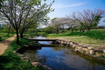 Serene park scene creek, path, trees, and blue sky above