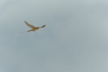 A kestrel caught a lizard