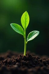 Fototapeta premium Single stem of green plant emerging from soil, stems, plants, earthy
