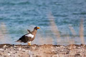 A Steller's sea eagle sits on the seashore, Russia  close up